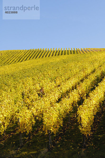 Weinberg von Rieslingtrauben  Remstal  Baden-Württemberg  Deutschland  Europa