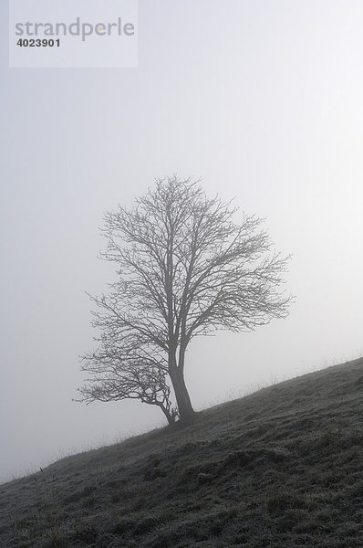 Buche (Fagus) im Nebel