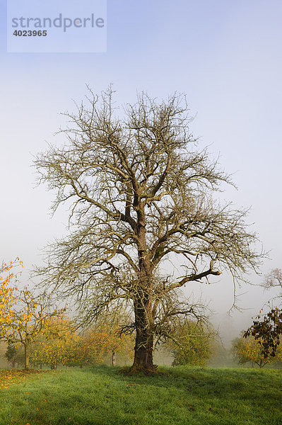 Alter Birnbaum im Herbst
