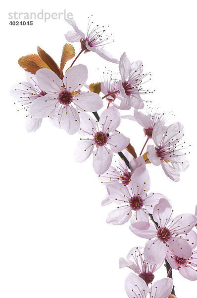 Weißdorn (Crataegus)  Blüten