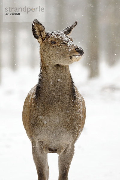 Rothirsch (Cervus elaphus)  weiblich  im Schnee