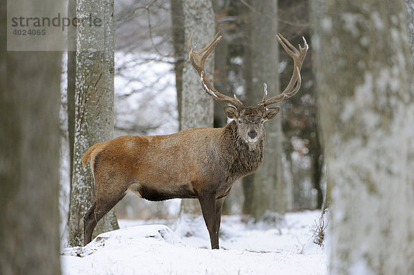 Rothirsch (Cervus elaphus)  männlich  im Schnee