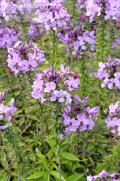 Spinnenblume  Spinnenpflanze (Cleome spinosa) 'Senorita Rosalita'  Sommerblume des Jahres 2008 der bayerischen Gärtner