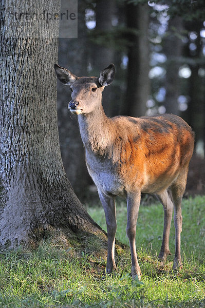 Rothirsch (Cervus elaphus)  weiblich