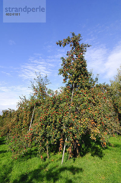 Apfelbäume auf Streuobstwiese