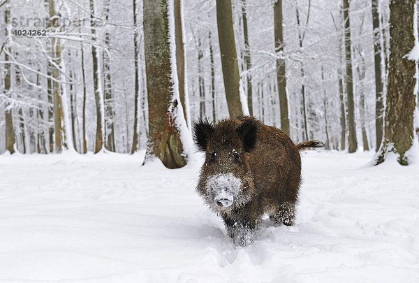 Wildschwein (Sus scrofa) im Schnee