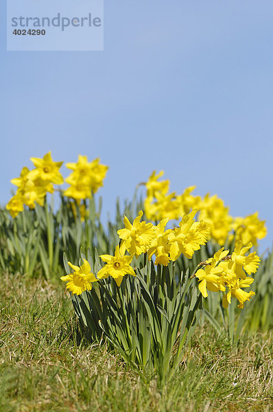 Osterglocken  Narzissen (Narcissus)