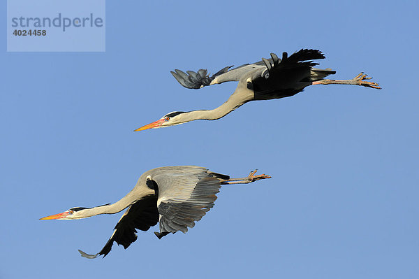 Graureiher (Ardea cinerea) im Abflug