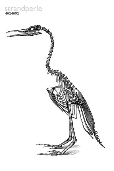 Holzstich  Zahnvogel (Hesperornis regalis)  Skelett  ausgestorben