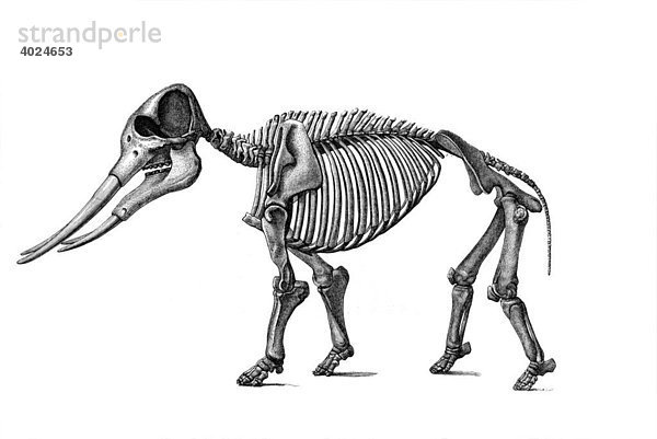Holzstich  Rüsseltier (Mastodon angustidens)  Skelett  ausgestorben