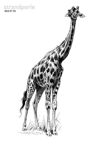 Holzstich  Giraffe (Giraffa camelopardalis)