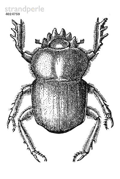 Holzstich  Blatthornkäfer (Scarabaeidae)
