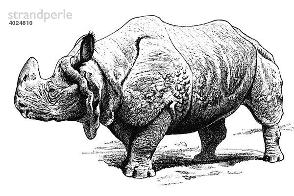 Holzschnitt  Nashorn (Rhinoceros indicus)