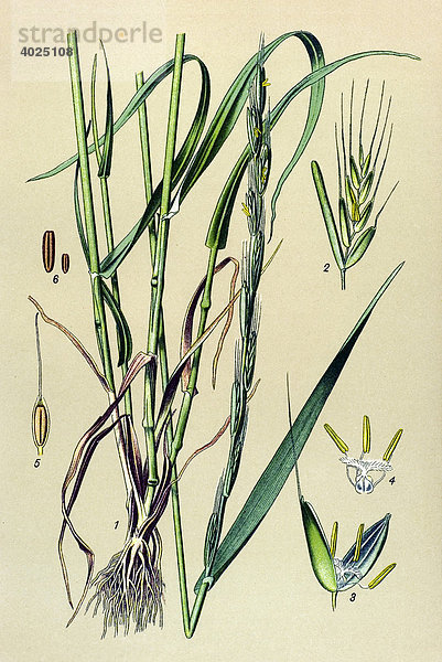 Historische Illustration  Taumel-Lolch (Lolium temulentum)  Giftpflanze