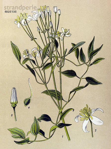 Historische Illustration  Aufrechte Waldrebe (Clematis recta)  Giftpflanze  Heilpflanze