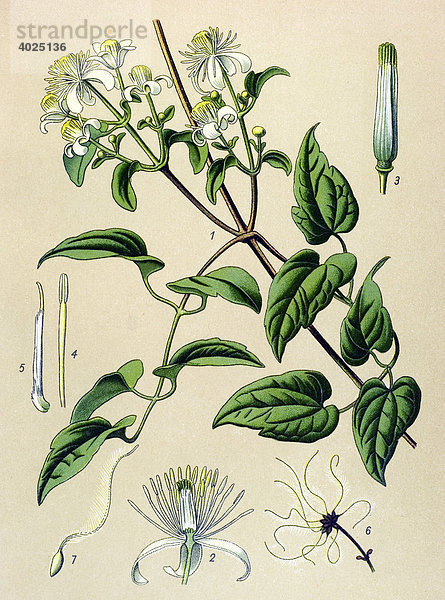 Historische Illustration  Gewöhnliche Waldrebe (Clematis vitalba)  Giftpflanze