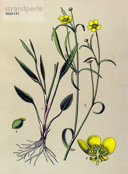 Historische Illustration  Brennender Hahnenfuß (Ranunculus flammula)  Giftpflanze  Heilpflanze