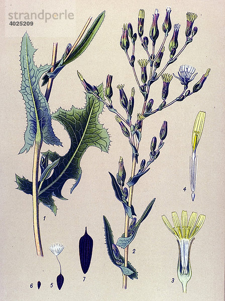 Historische Illustration  Wilder Lattich  Stachel-Lattich (Lactuca scariola  Lactuca serriola)  Giftpflanze