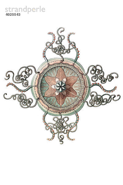 Historische Illustration  Kolbenqualle (Trachymedusa)  Tafel 26  Ernst Haeckel  Kunstformen der Natur