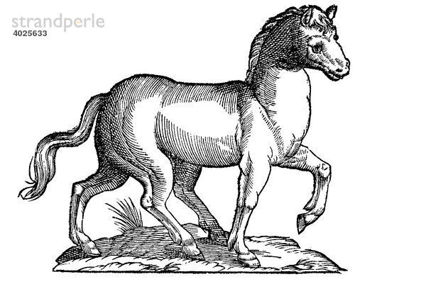 Holzschnitt  Equus quinq pedibus  Pferd mit fünf Beinen  Aldrovandi  Historia Monstrorum  1642  Renaissance