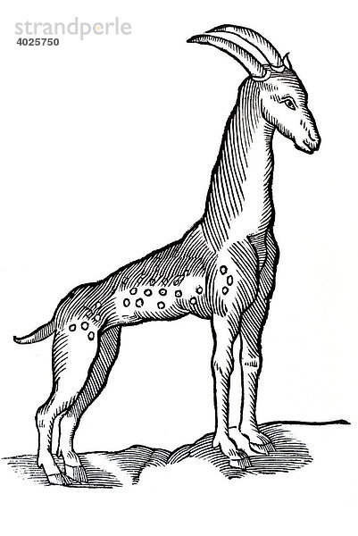 Holzschnitt  Camelopardalis Icon accuratior  giraffenartiges Tier mit spitzen Hörnern und Punkten auf dem Körper  Conrad Gesner  Historia animalium  1551  Renaissance