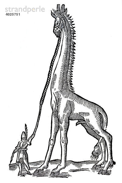Holzschnitt  Allocamelus scaligeri  giraffenartiges Tier an langer Leine mit Dompteur  Conrad Gesner  Historia animalium  1551  Renaissance