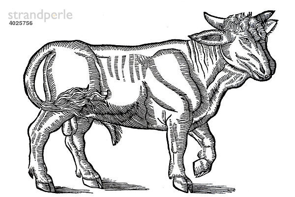 Holzschnitt  Stier (Taurus)  Conrad Gesner  Historia animalium  1551  Renaissance