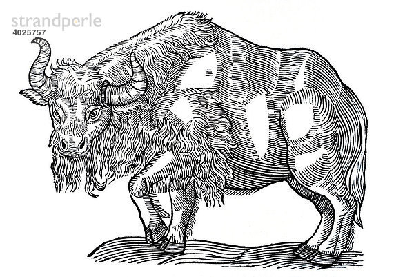 Holzschnitt  Munistier (Bison veterum)  Wisent  Conrad Gesner  Historia animalium  1551  Renaissance