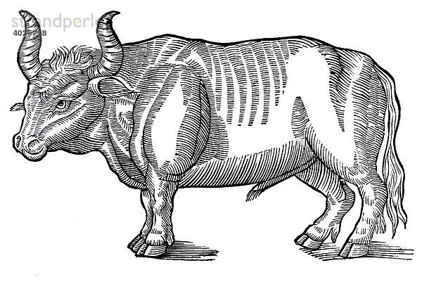 Holzschnitt  Auerochse oder Urstier  Conrad Gesner  Historia animalium  1551  Renaissance