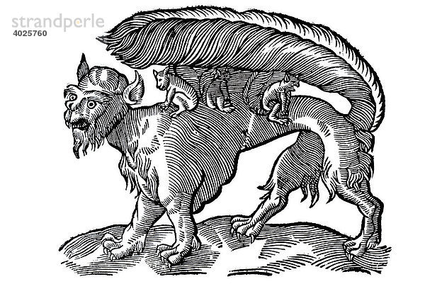 Holzschnitt  Monster mit buschigem Schwanz  Krallen und spitzen Zähnen mit kleinen Monstern auf dem Rücken  Conrad Gesner  Historia animalium  1551  Renaissance