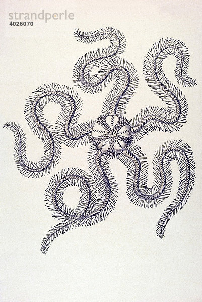 Historische Illustration  Tafel 10  Titel Ophiodea - Schlangensterne  Name Ophiothrix  3/ Ophicoma rosula  Rückenseite  Ernst Haeckel  Kunstformen der Natur
