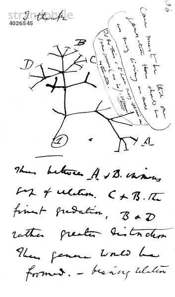 Zeichnung  Charles Darwins Baum des Lebens  erste Skizze des Evolutionsbaumes 1837 aus dem ersten Tagebuch über Transmutation of Species  Darstellung der Beziehungen von Gruppen von Organismen untereinander
