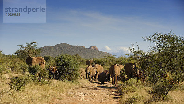 Afrikanischer Elefant (Loxodonta africana)  Elefantenherde im Samburu National Reserve  Kenia  Ostafrika  Afrika