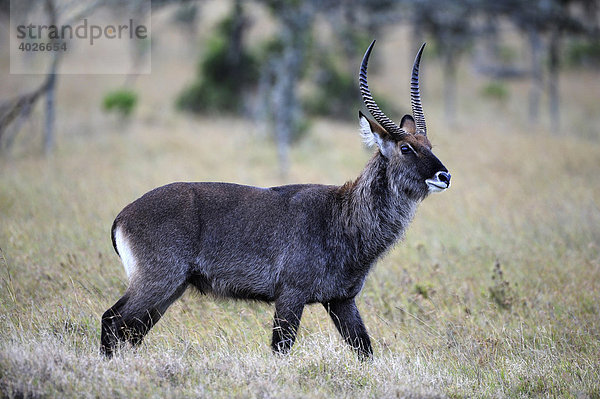 Wasserbock (Kobus ellipsiprymnus)  Sweetwater Game Reserve  Kenia  Ostafrika  Afrika