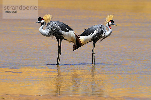 Zwei Kronenkraniche (Balearica pavonina) im Wasser stehend  Samburu National Reserve  Kenia  Ostafrika  Afrika