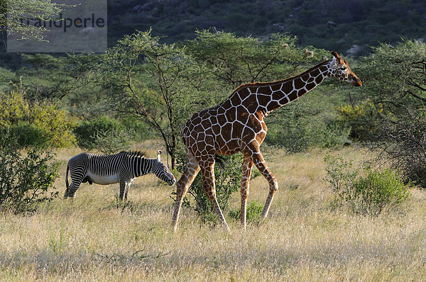Netzgiraffe (Giraffa camelopardalis reticulata) und Grevyzebra (Equus grevyi)  Samburu National Reserve  Kenia  Ostafrika  Afrika