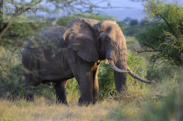 Afrikanische Elefant (Loxodonta africana)  alter Bulle  Samburu National Reserve  Kenia  Ostafrika  Afrika
