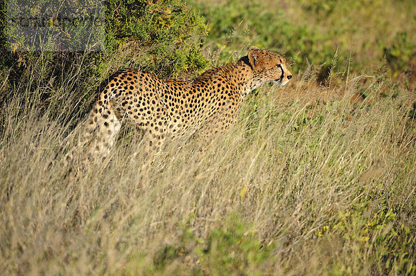 Gepard (Acinonyx jubatus) im ersten Morgenlicht  Samburu National Reserve  Kenia  Ostafrika  Afrika