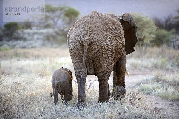 Afrikanischer Elefant (Loxodonta africana) mit Kalb im letzten Licht  Rückansicht  Samburu National Reserve  Kenia  Ostafrika  Afrika