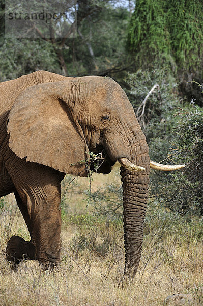 Afrikanischer Elefant (Loxodonta africana)  Samburu National Reserve  Kenia  Ostafrika  Afrika