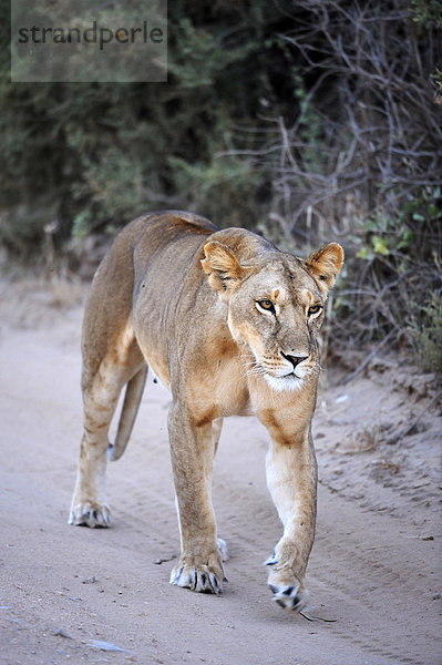 Löwe (Panthera leo)  Löwin geht auf Fahrweg im ersten Licht  Samburu National Reserve  Kenia  Ostafrika  Afrika