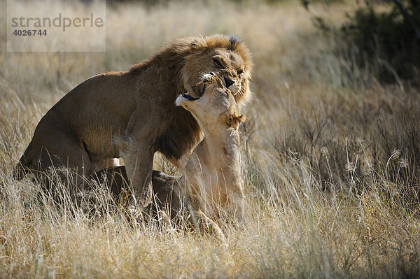 Löwe (Panthera leo)  Paar  Kopulation  Samburu National Reserve  Kenia  Ostafrika  Afrika