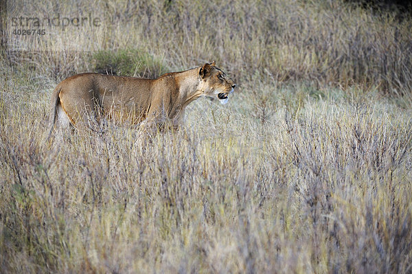 Löwe (Panthera leo)  Samburu National Reserve  Kenia  Ostafrika  Afrika