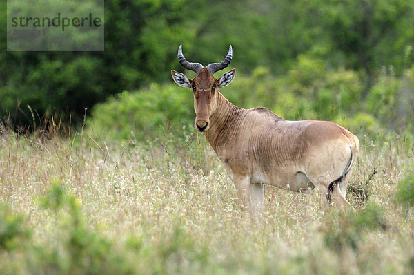 Kuhantilope  Kongoni (Alcelaphus buselaphus)  Nairobi Nationalpark  Kenia  Ostafrika  Afrika