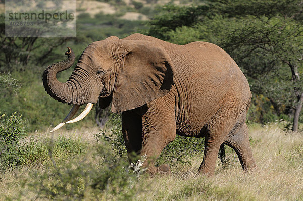 Afrikanischer Elefant (Loxodonta africana)  Bulle  Samburu National Reserve  Kenia  Ostafrika  Afrika