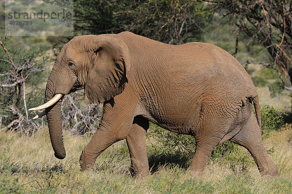 Afrikanischer Elefant (Loxodonta africana)  Bulle  Samburu National Reserve  Kenia  Ostafrika  Afrika