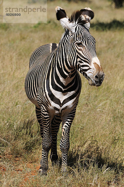 Grevyzebra (Equus grevyi)  Hengst  Samburu National Reserve  Kenia  Ostafrika  Afrika