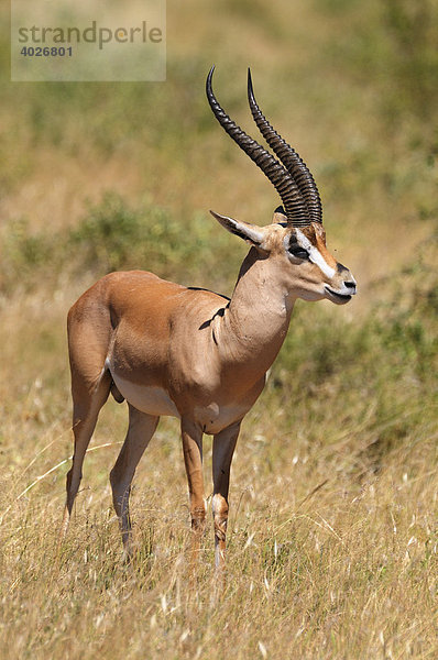 Grant-Gazelle (Gazella granti)  Bock  Samburu National Reserve  Kenia  Ostafrika  Afrika