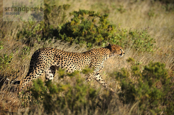 Gepard (Acinonyx jubatus)  Samburu National Reserve  Kenia  Ostafrika  Afrika