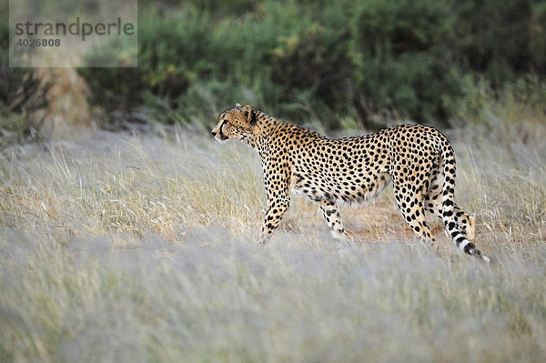Gepard (Acinonyx jubatus)  Samburu National Reserve  Kenia  Ostafrika  Afrika